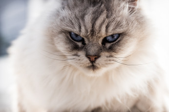 Картинка животные коты усы взгляд