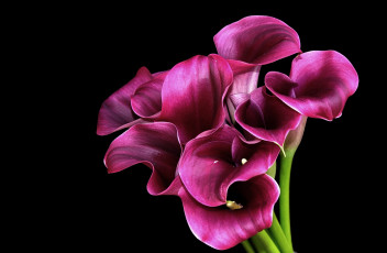 Картинка цветы каллы розовый