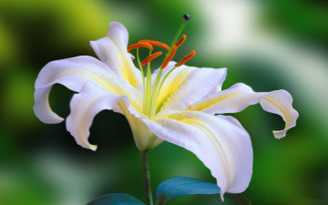 Картинка цветы лилии лилейники лилия