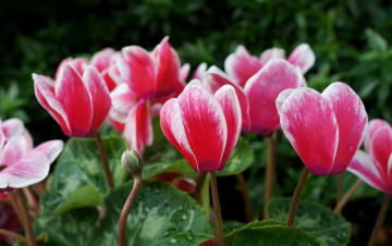 Картинка цветы цикламены лепестки