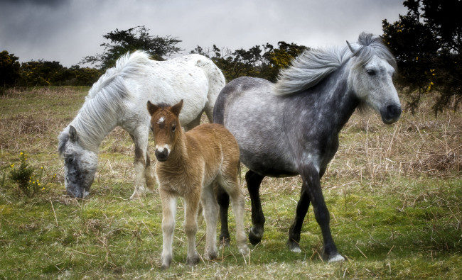 Обои картинки фото животные, лошади, жеребенок