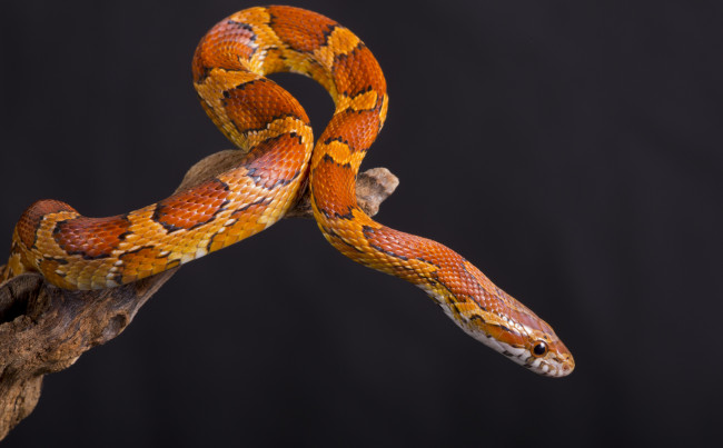 Обои картинки фото животные, змеи, питоны, кобры, змея