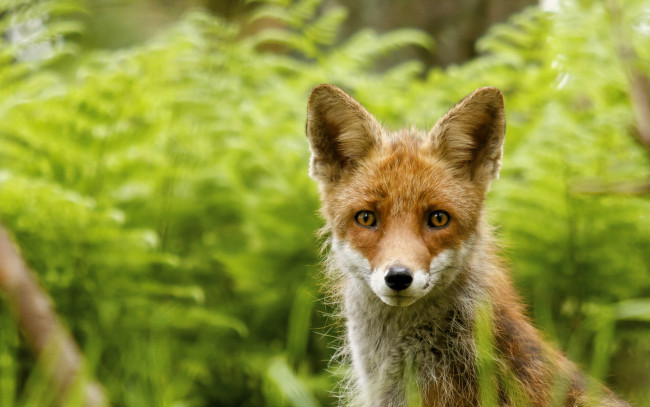 Обои картинки фото животные, лисы, фон, лиса, природа