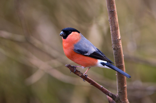 Обои картинки фото животные, снегири, грудка