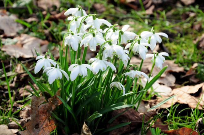 Обои картинки фото цветы, подснежники, белоцветник