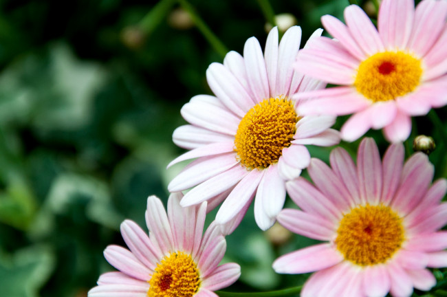 Обои картинки фото цветы, ромашки, лепестки, розовый