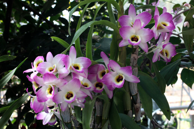 Обои картинки фото цветы, орхидеи