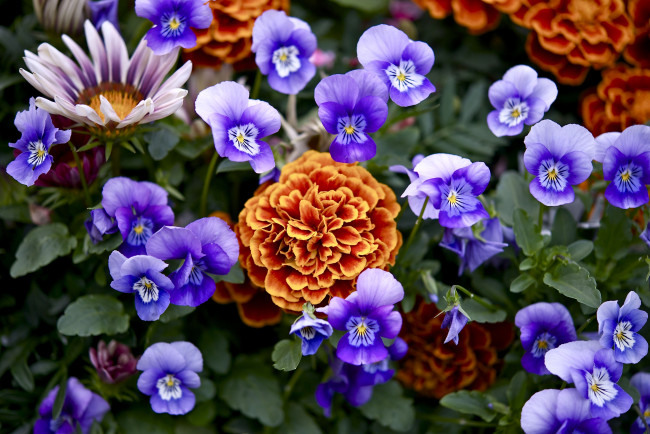 Обои картинки фото цветы, разные, вместе, виола, бархатцы