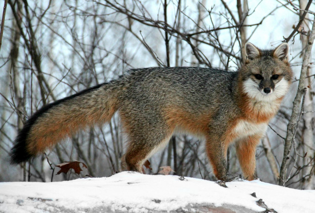 Обои картинки фото животные, лисы, серебристая, лисица