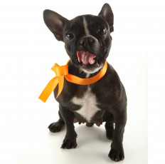 Картинка животные собаки белый фон собака бантик