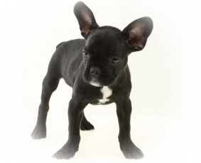 обоя животные, собаки, белый, фон, собака, щенок