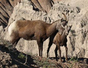 Картинка животные козы горные