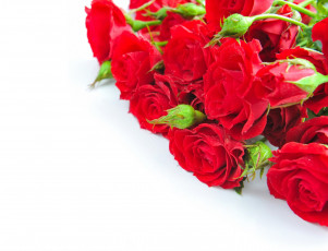 Картинка цветы розы белый фон букет красные