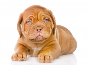 Картинка животные собаки собака щенок