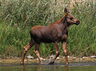 Картинка животные лоси лосенок