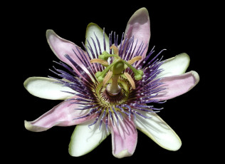 Картинка цветы пассифлора чёрный фон цветок пестик лепестки