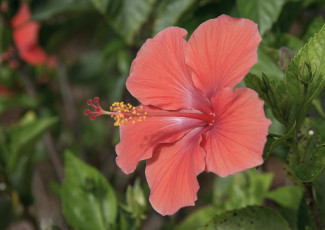 Картинка цветы гибискусы макро