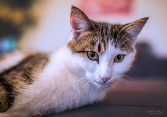 Картинка животные коты лежит морда кошка