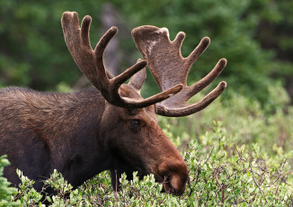 Картинка животные лоси сохатый лес