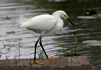 Картинка животные цапли цапля белая вода камень