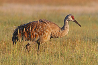 Картинка животные журавли журавль трава поле