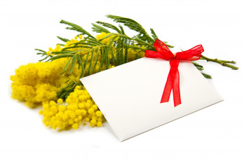 обоя цветы, мимоза, белый, фон, открытка, бантик