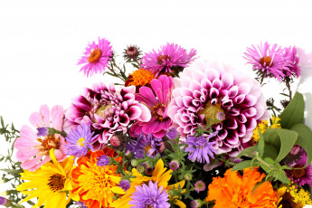 Картинка цветы разные+вместе разные вместе белый фон