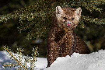 Картинка животные хорьки +куницы +горностаи +ласки +соболи снег соболь