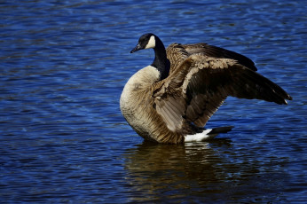 Картинка животные гуси крылья гусь птица вода