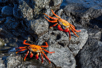 Картинка животные крабы +раки пара клешни камень