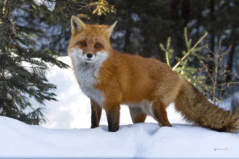 Картинка животные лисы лисичка