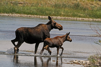 Картинка животные лоси брод река