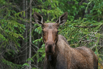 Картинка животные лоси сохатый лес
