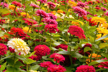 Картинка цветы цинния много