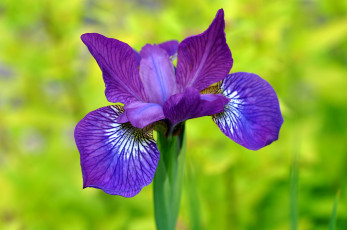 Картинка цветы ирисы касатик