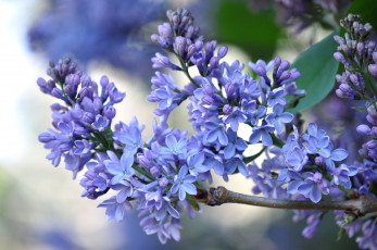 Картинка цветы сирень ветки