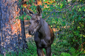 Картинка животные лоси лес заросли лосёнок