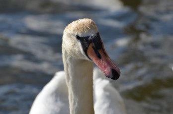Картинка животные лебеди клюв голова белый птица