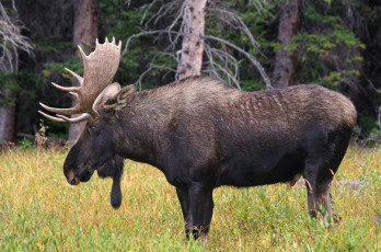 Картинка животные лоси луг лес сохатый