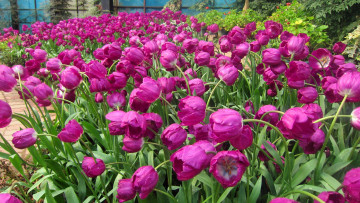 Картинка цветы тюльпаны бутоны капли