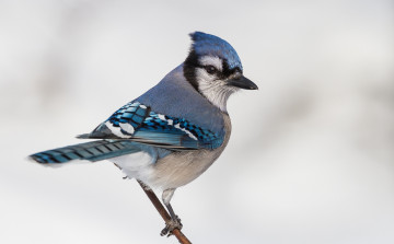 Картинка животные сойки хохолок