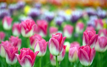 Картинка цветы тюльпаны бутоны