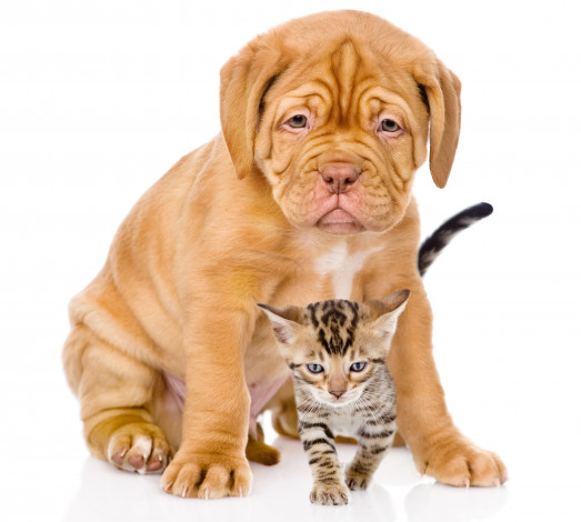 Обои картинки фото животные, разные вместе, котёнок, щенок, собака