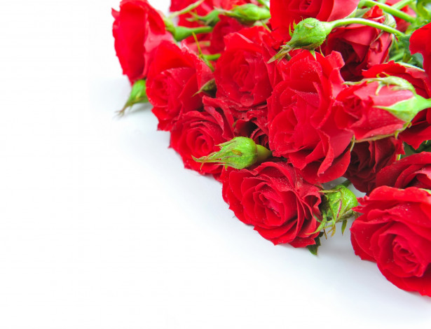 Обои картинки фото цветы, розы, белый, фон, букет, красные