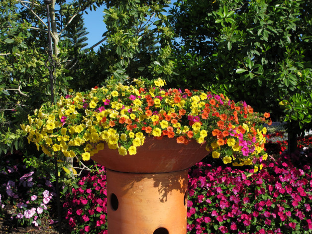 Обои картинки фото цветы, петунии,  калибрахоа, вазон, сад, петунья