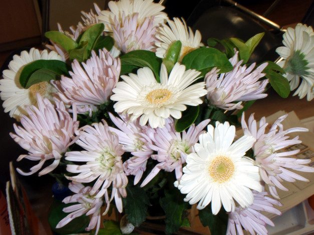 Обои картинки фото цветы, разные вместе, герберы, хризантемы