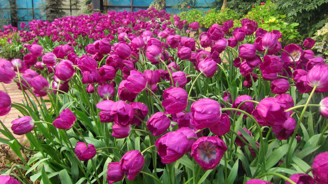 Обои картинки фото цветы, тюльпаны, бутоны, капли