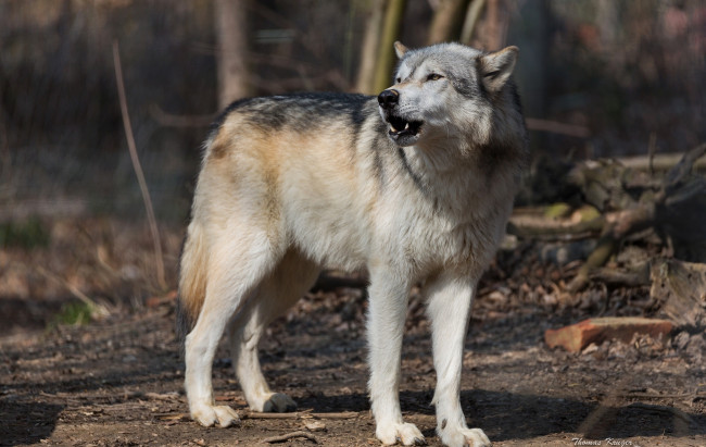 Обои картинки фото животные, волки,  койоты,  шакалы, хищник