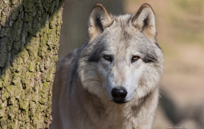 Обои картинки фото животные, волки,  койоты,  шакалы, портрет