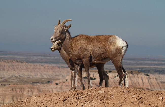 Обои картинки фото животные, козы, горные